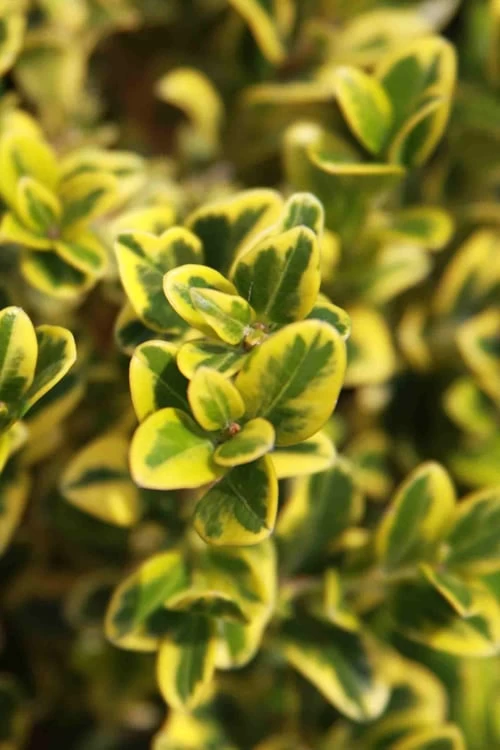 Golden Triumph Variegated Dwarf Boxwood - 3 Gallon Pot 8 Golden Triumph Variegated Dwarf Boxwood - 3 Gallon Pot - Image 6