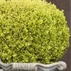 Golden Triumph Variegated Dwarf Boxwood - 1 Gallon Pot 2 Golden Triumph Variegated Dwarf Boxwood - 1 Gallon Pot -Outdoor Garden Store Boxwood Golden Triumph 9 1