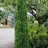Graham Blandy Columnar Boxwood - 3 Gallon Pot 1 Graham Blandy Columnar Boxwood - 3 Gallon Pot -Outdoor Garden Store Boxwood Graham Blandy 1