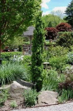 Graham Blandy Columnar Boxwood - 2 Gallon Pot -Outdoor Garden Store Boxwood Graham Blandy 2 1