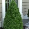 Green Mountain Boxwood - 3 Gallon Pot 1 Green Mountain Boxwood - 3 Gallon Pot -Outdoor Garden Store Boxwood Green Mountain 11 4