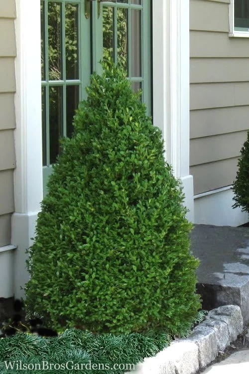 Green Mountain Boxwood - 1 Gallon Pot 3 Green Mountain Boxwood - 1 Gallon Pot