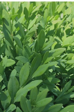 Green Mountain Boxwood - 5 Gallon Pot 14 Green Mountain Boxwood - 5 Gallon Pot -Outdoor Garden Store Boxwood Green Mountain 12 3