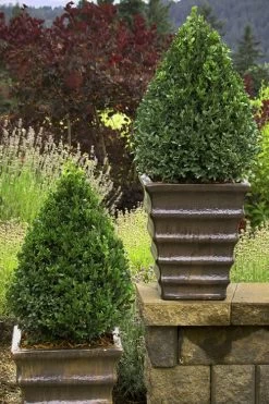 Green Mountain Boxwood - 1 Gallon Pot 12 Green Mountain Boxwood - 1 Gallon Pot -Outdoor Garden Store Boxwood Green Mountain 23