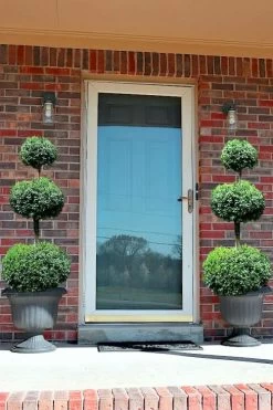 Common Boxwood 3-Ball Poodle Tier Topiary (Buxus Sempervirens) - 5 Gallon Pot 9 Common Boxwood 3-Ball Poodle Tier Topiary (Buxus Sempervirens) - 5 Gallon Pot -Outdoor Garden Store Boxwood Green Mountain 3 Ball Poodle Tier 3
