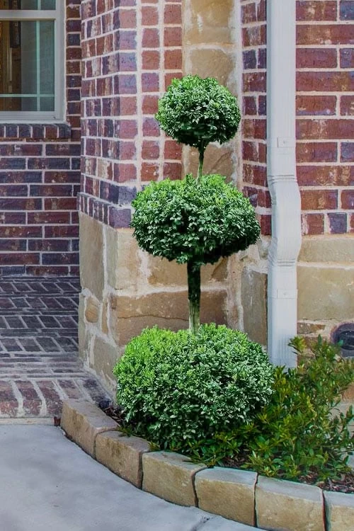 Common Boxwood 3-Ball Poodle Tier Topiary (Buxus Sempervirens) - 5 Gallon Pot 3 Common Boxwood 3-Ball Poodle Tier Topiary (Buxus Sempervirens) - 5 Gallon Pot