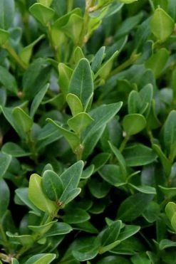 Green Velvet Boxwood - 1 Gallon Pot 13 Green Velvet Boxwood - 1 Gallon Pot -Outdoor Garden Store Boxwood Green Velvet 1