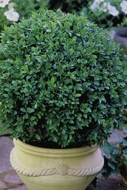 Green Velvet Boxwood - 6 Pack Of 1 Gallon Pots 12 Green Velvet Boxwood - 6 Pack Of 1 Gallon Pots -Outdoor Garden Store Boxwood Green Velvet 3 1