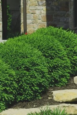 Green Velvet Boxwood - 1 Gallon Pot 11 Green Velvet Boxwood - 1 Gallon Pot -Outdoor Garden Store Boxwood Green Velvet 7