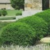 Green Velvet Boxwood - 1 Gallon Pot -Outdoor Garden Store Boxwood Green Velvet 8