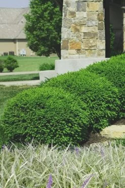 Green Velvet Boxwood - 1 Gallon Pot