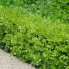 Japanese Boxwood - Buxus Microphylla - 1 Gallon Pot 1 Japanese Boxwood - Buxus Microphylla - 1 Gallon Pot -Outdoor Garden Store Boxwood Japanese 500x750 4