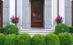 Japanese Boxwood (Buxus Microphylla) - 7 Gallon Pot -Outdoor Garden Store Boxwood Japanese Entryway