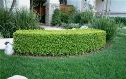 Japanese Boxwood - Buxus Microphylla - 6 Pack Of 1 Gallon Pots 16 Japanese Boxwood - Buxus Microphylla - 6 Pack Of 1 Gallon Pots -Outdoor Garden Store Boxwood Japanese Hedge 1