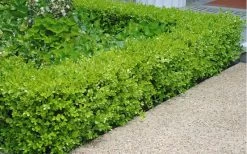 Japanese Boxwood - Buxus Microphylla - 6 Pack Of 1 Gallon Pots 13 Japanese Boxwood - Buxus Microphylla - 6 Pack Of 1 Gallon Pots -Outdoor Garden Store Boxwood Japanese Hedge 2 1
