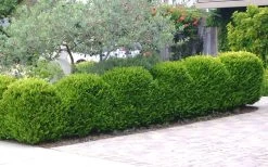 Japanese Boxwood - Buxus Microphylla - 6 Pack Of 1 Gallon Pots 15 Japanese Boxwood - Buxus Microphylla - 6 Pack Of 1 Gallon Pots -Outdoor Garden Store Boxwood Japanese Hedge 3 1
