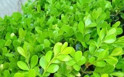 Japanese Boxwood - Buxus Microphylla - 3 Gallon Pot 17 Japanese Boxwood - Buxus Microphylla - 3 Gallon Pot -Outdoor Garden Store Boxwood Japanese Leaves Closeup 2