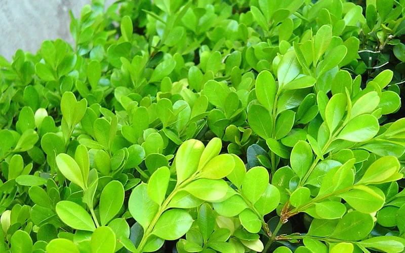 Japanese Boxwood - Buxus Microphylla - 1 Gallon Pot 10 Japanese Boxwood - Buxus Microphylla - 1 Gallon Pot - Image 8