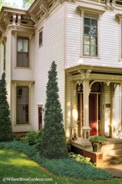 Pyramid Boxwood (Buxus Sempervirens 'Pyramidalis) - 1 Gallon Pot 9 Pyramid Boxwood (Buxus Sempervirens 'Pyramidalis) - 1 Gallon Pot -Outdoor Garden Store Boxwood Pyramidalis 11