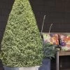 Variegated Boxwood Cone Topiary (Buxus Sempervirens 'Variegata') - 5 Gallon Pot 1 Variegated Boxwood Cone Topiary (Buxus Sempervirens 'Variegata') - 5 Gallon Pot -Outdoor Garden Store Boxwood Variegated Cone 10 1