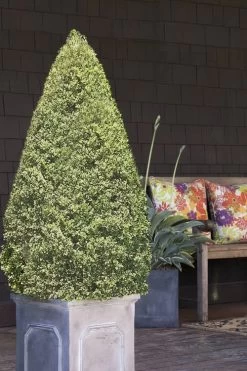 Variegated Boxwood Cone Topiary (Buxus Sempervirens 'Variegata') - 5 Gallon Pot