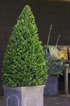 Wintergreen Boxwood - 3 Gallon Pot 11 Wintergreen Boxwood - 3 Gallon Pot -Outdoor Garden Store Boxwood Wintergreen 11 2