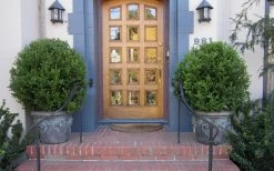 Wintergreen Boxwood - 1 Gallon Pot 12 Wintergreen Boxwood - 1 Gallon Pot -Outdoor Garden Store Boxwood Wintergreen 12 1