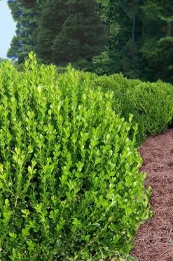 Wintergreen Boxwood - 1 Gallon Pot 13 Wintergreen Boxwood - 1 Gallon Pot -Outdoor Garden Store Boxwood Wintergreen 500x750 2