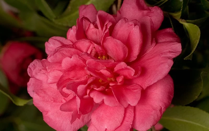 Alabama Beauty Camellia Sasanqua - 1 Gallon Pot 6 Alabama Beauty Camellia Sasanqua - 1 Gallon Pot - Image 4