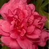 Alabama Beauty Camellia Sasanqua - 1 Gallon Pot 2 Alabama Beauty Camellia Sasanqua - 1 Gallon Pot -Outdoor Garden Store Camellia Alabama Beauty 500x750 1