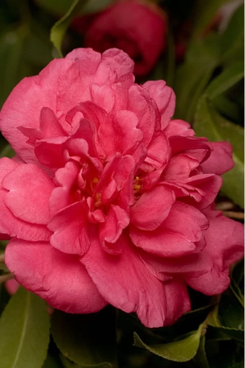 Alabama Beauty Camellia Sasanqua - 2.5 Quart Pot 3 Alabama Beauty Camellia Sasanqua - 2.5 Quart Pot