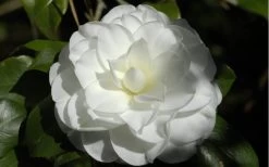 Alba Plena Camellia Japonica - 7 Gallon Pot (3-4') 10 Alba Plena Camellia Japonica - 7 Gallon Pot (3-4') -Outdoor Garden Store Camellia Alba Plena Flower Closeup 2
