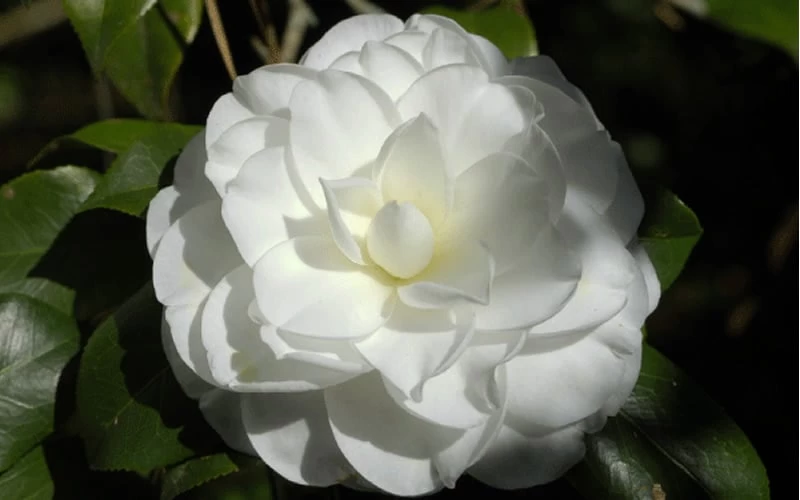 Alba Plena Camellia Japonica - 7 Gallon Pot (3-4') 6 Alba Plena Camellia Japonica - 7 Gallon Pot (3-4') - Image 4