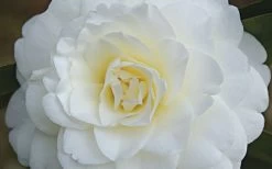 Alba Plena Camellia Japonica - 7 Gallon Pot (3-4') 11 Alba Plena Camellia Japonica - 7 Gallon Pot (3-4') -Outdoor Garden Store Camellia Alba Plena Flower Closeup