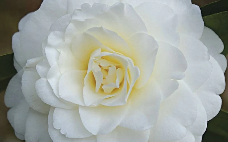 Alba Plena Camellia Japonica - 7 Gallon Pot (3-4') 7 Alba Plena Camellia Japonica - 7 Gallon Pot (3-4') - Image 5