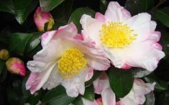 Apple Blossom Camellia Sasanqua - 1 Gallon Pot 12 Apple Blossom Camellia Sasanqua - 1 Gallon Pot -Outdoor Garden Store Camellia Apple Blossom 1