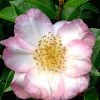 Apple Blossom Camellia Sasanqua - 1 Gallon Pot 1 Apple Blossom Camellia Sasanqua - 1 Gallon Pot -Outdoor Garden Store Camellia Apple Blossom 11