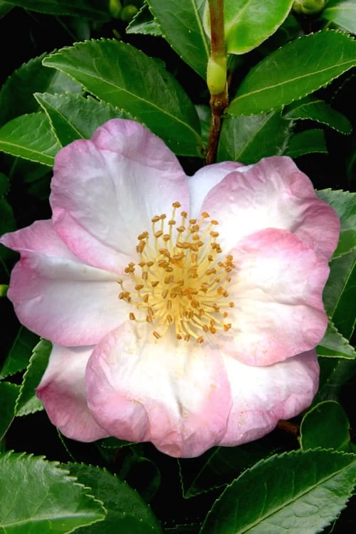 Apple Blossom Camellia Sasanqua - 1 Gallon Pot 3 Apple Blossom Camellia Sasanqua - 1 Gallon Pot