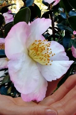 Apple Blossom Camellia Sasanqua - 1 Gallon Pot 11 Apple Blossom Camellia Sasanqua - 1 Gallon Pot -Outdoor Garden Store Camellia Apple Blossom 6