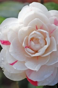 April Dawn Cold Hardy Camellia Japonica - 5 Gallon Pot