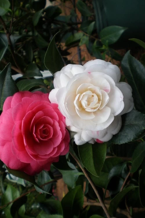 April Dawn Cold Hardy Camellia Japonica - 5 Gallon Pot 6 April Dawn Cold Hardy Camellia Japonica - 5 Gallon Pot - Image 4