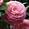 April Pink Cold Hardy Camellia Japonica - 3 Gallon Pot 2 April Pink Cold Hardy Camellia Japonica - 3 Gallon Pot -Outdoor Garden Store Camellia April Pink 1