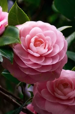 April Pink Cold Hardy Camellia Japonica - 3 Gallon Pot
