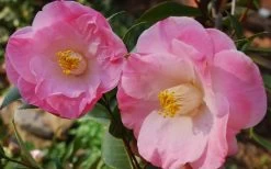 April Remembered Cold Hardy Pink Camellia Japonica - 3 Gallon Pot -Outdoor Garden Store Camellia April Remembered 1