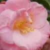 April Remembered Cold Hardy Pink Camellia Japonica - 3 Gallon Pot 2 April Remembered Cold Hardy Pink Camellia Japonica - 3 Gallon Pot -Outdoor Garden Store Camellia April Remembered 1 500x750 1
