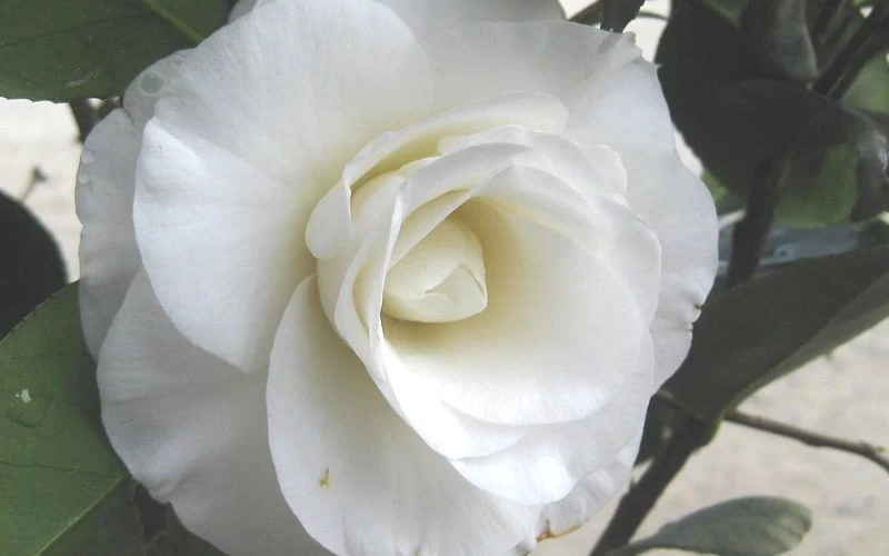 April Snow Camellia Japonica - 1 Gallon Pot 8 April Snow Camellia Japonica - 1 Gallon Pot - Image 6