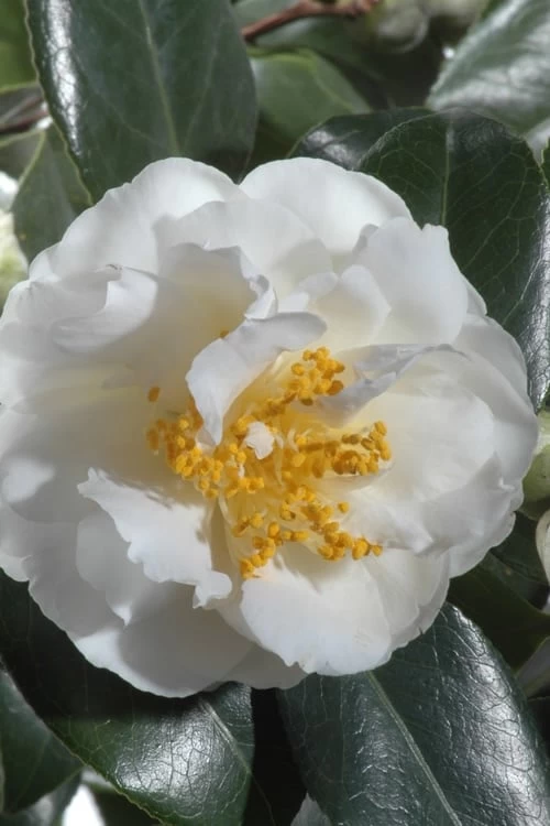 April Snow Camellia Japonica - 1 Gallon Pot 6 April Snow Camellia Japonica - 1 Gallon Pot - Image 4