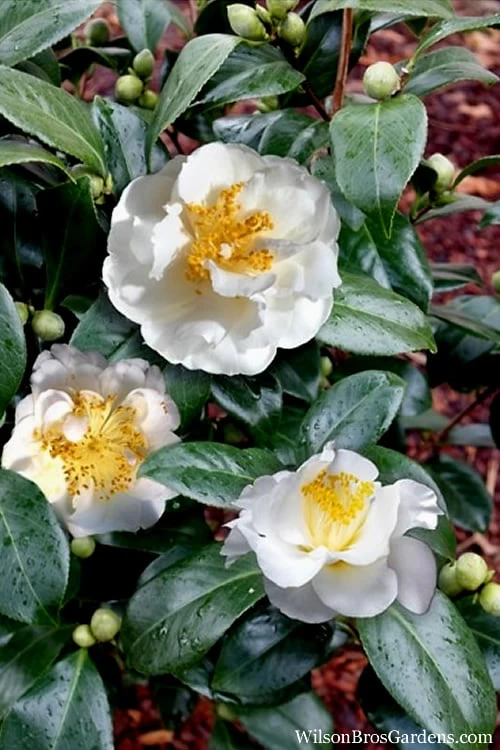 April Snow Camellia Japonica - 1 Gallon Pot 7 April Snow Camellia Japonica - 1 Gallon Pot - Image 5