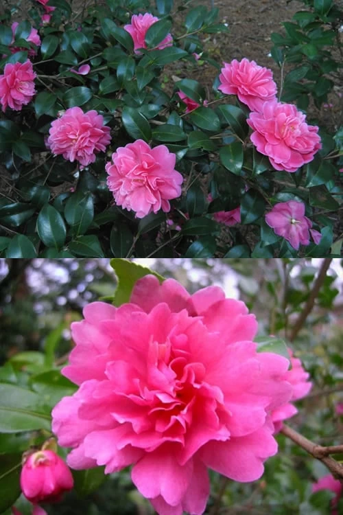 Autumn Spirit Camellia - Hybrid - 3 Gallon Pot 6 Autumn Spirit Camellia - Hybrid - 3 Gallon Pot - Image 4