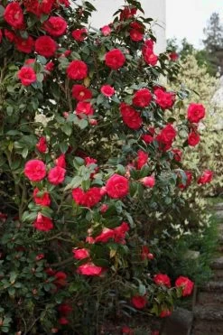 April Tryst Camellia Japonica - 7 Gallon Pot (3-4') 10 April Tryst Camellia Japonica - 7 Gallon Pot (3-4') -Outdoor Garden Store Camellia April Tryst 2